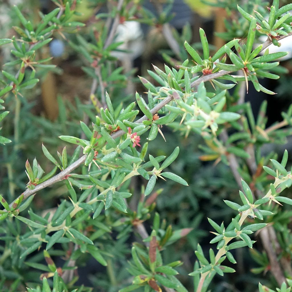 Happomarja - Berberis x stenophylla