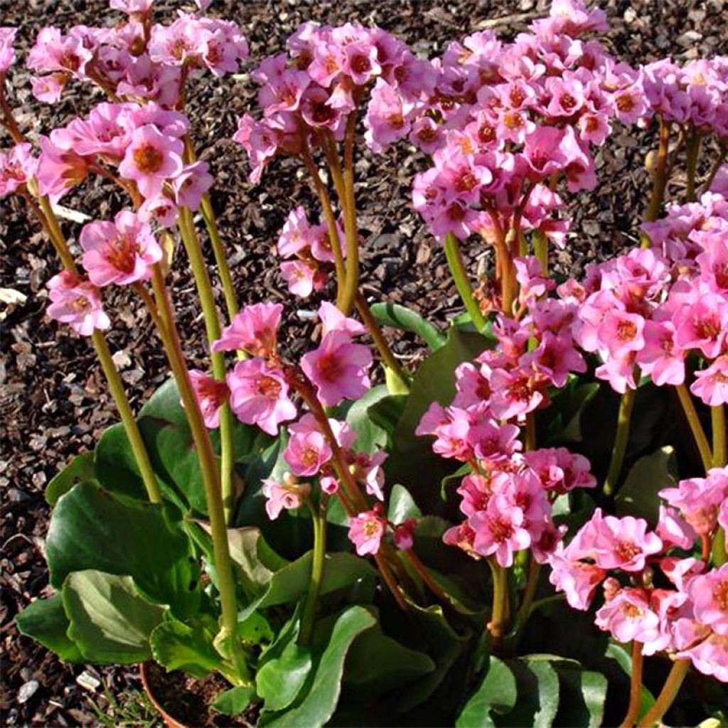 Vuorenkilpi Rosenkristall