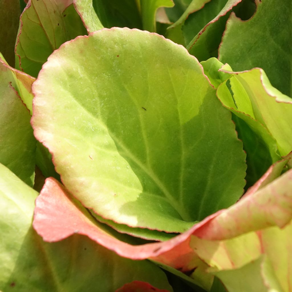 Purppuravuorenkilpi - Bergenia purpurascens