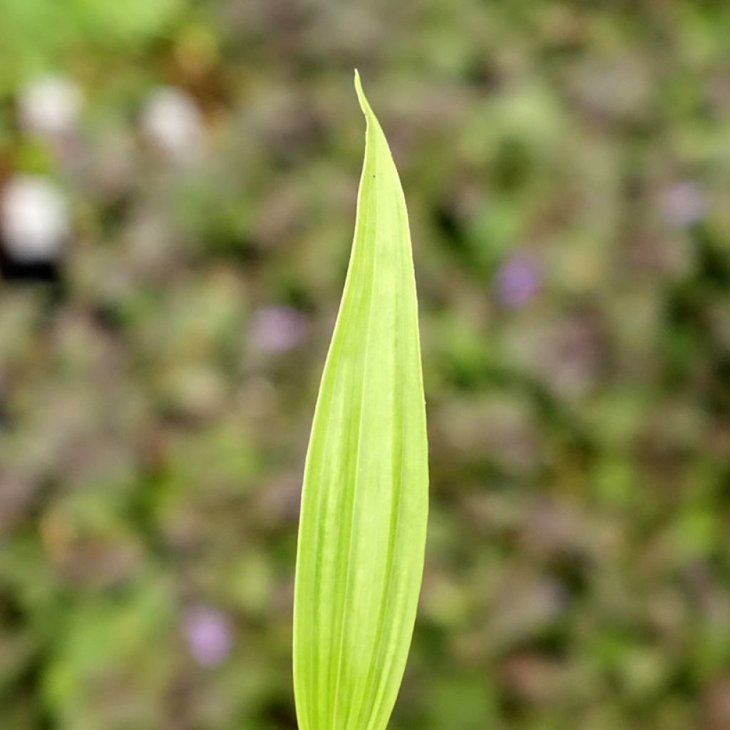 Mikadonkämmen - Bletilla ochracea