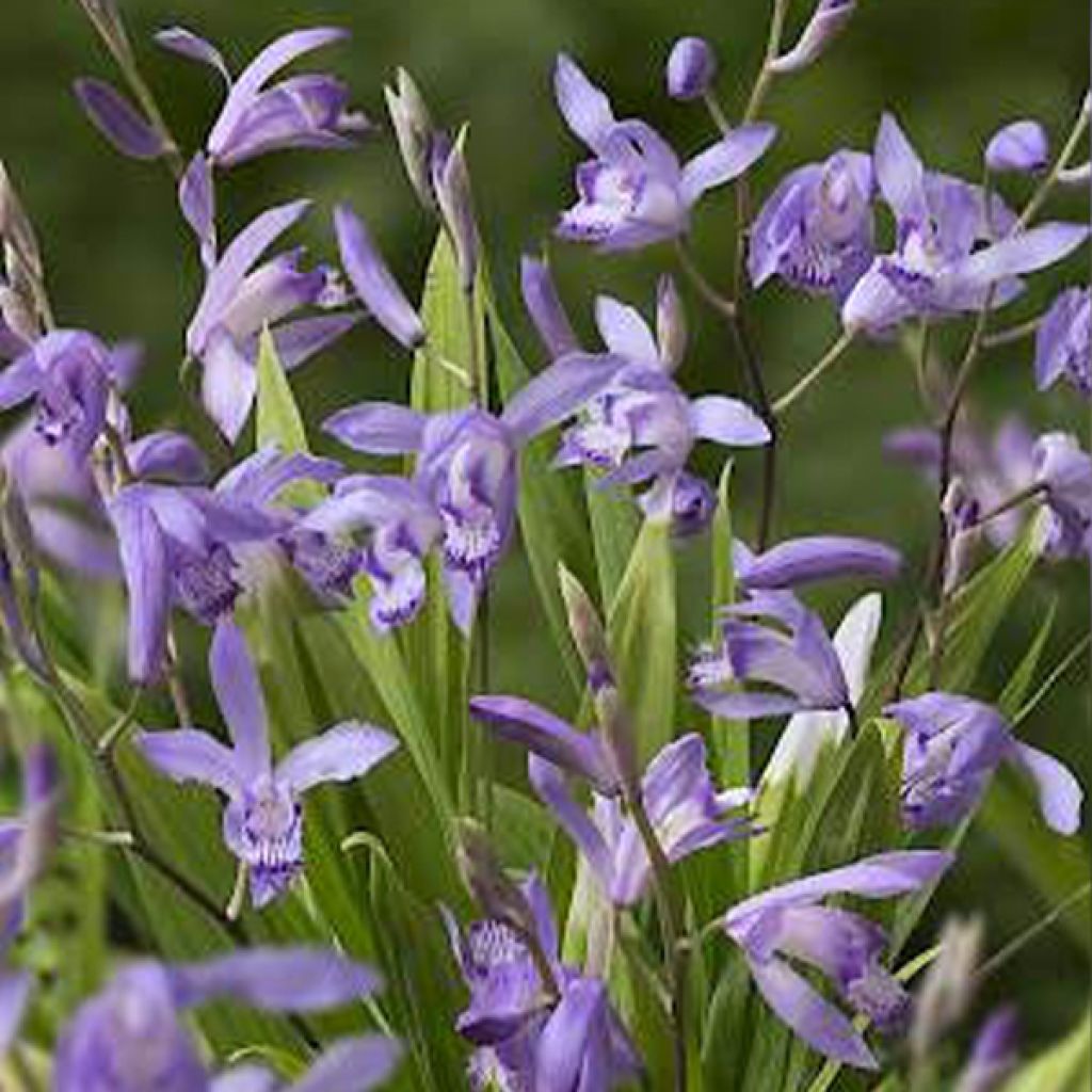 Mikadonkämmen Blue