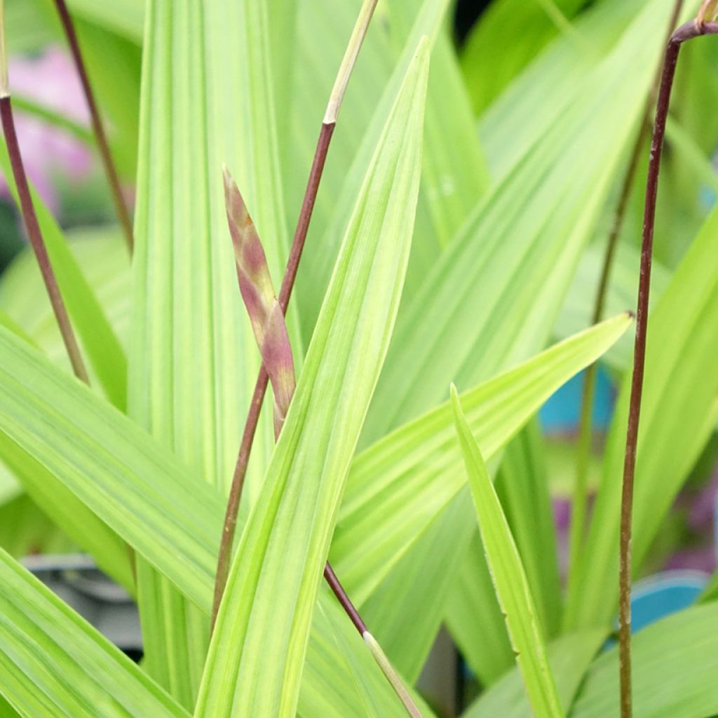 Mikadonkämmen - Bletilla striata