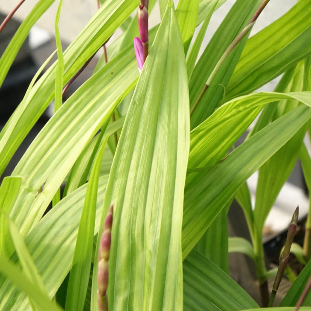 Mikadonkämmen Purple