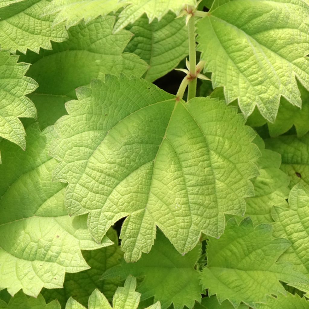 Rami - Boehmeria biloba