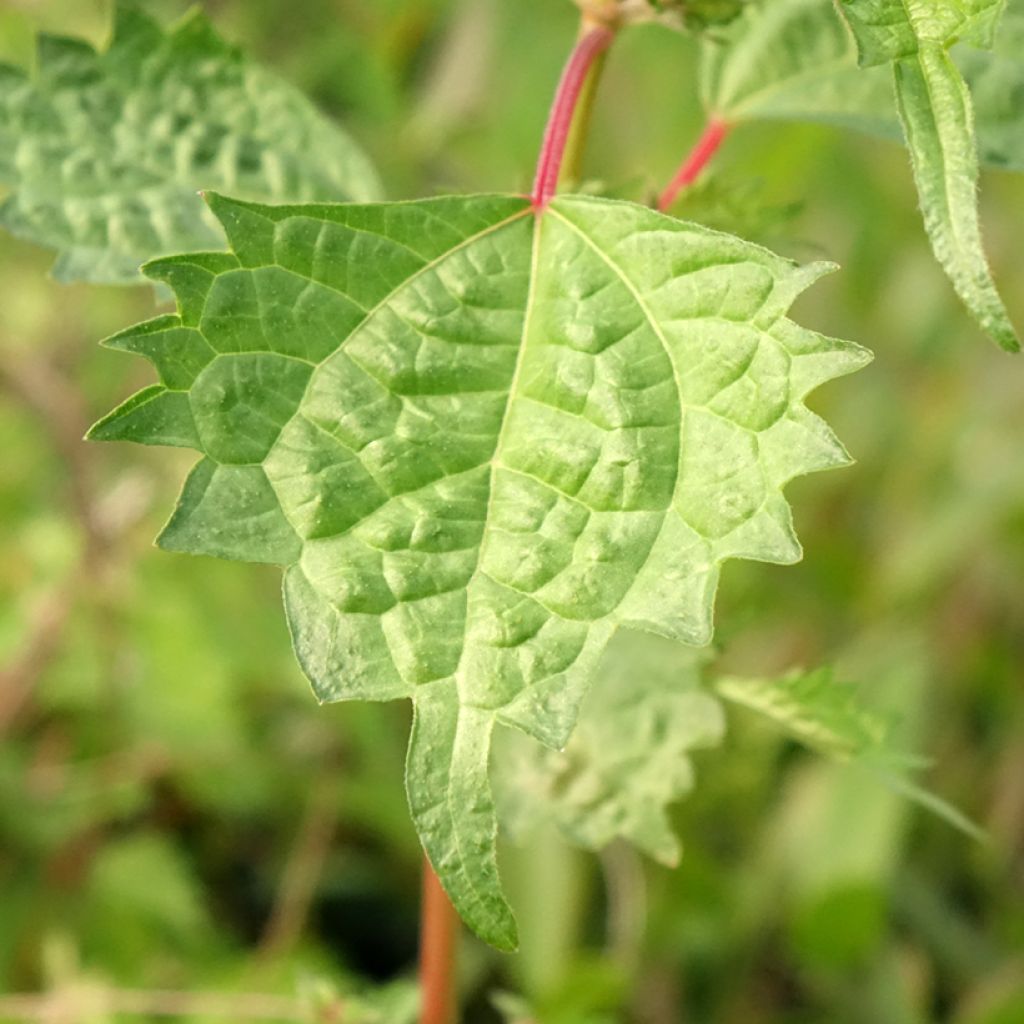 Rami - Boehmeria spicata