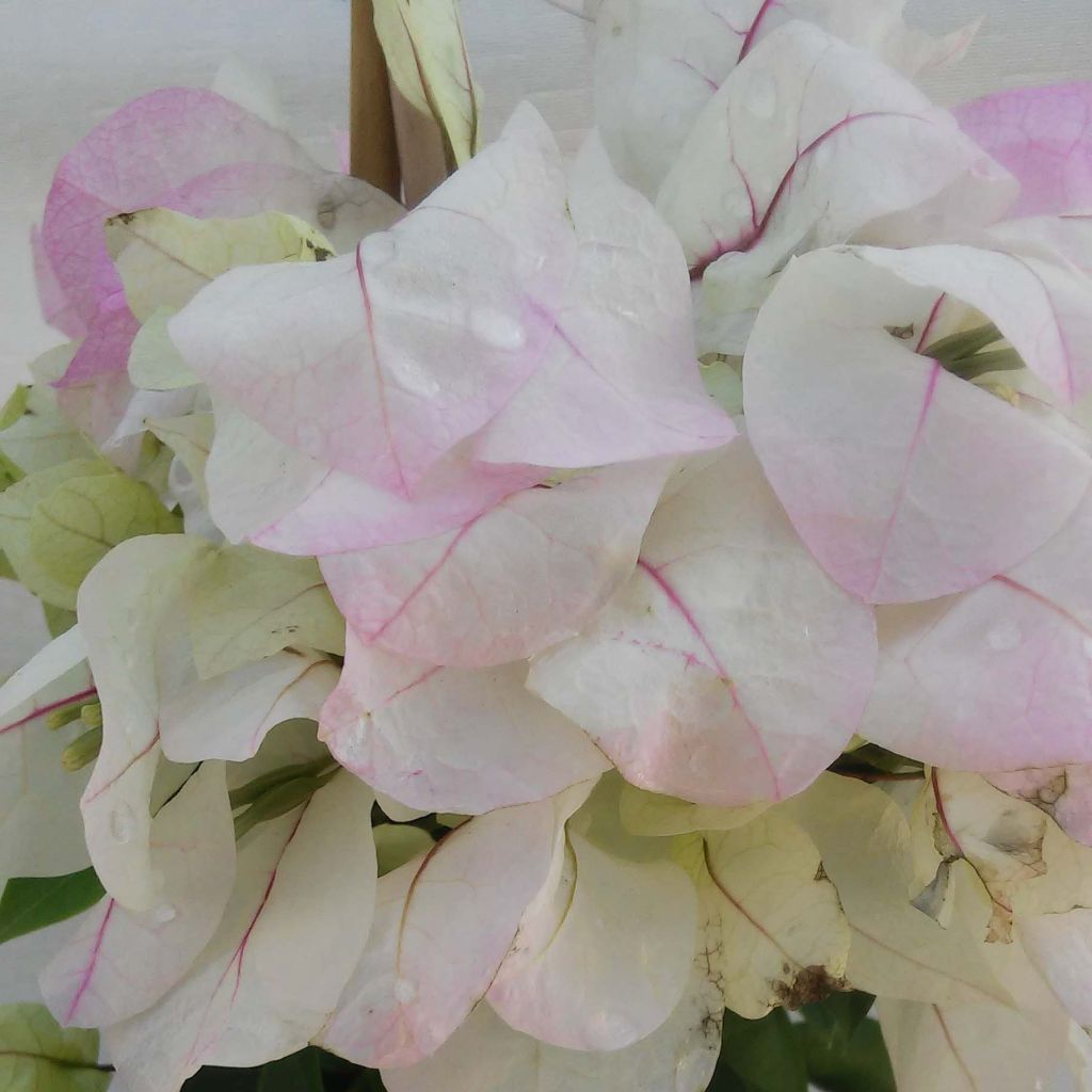 Ihmeköynnös valko-vaaleanpunainen - Bougainvillea spectabilis