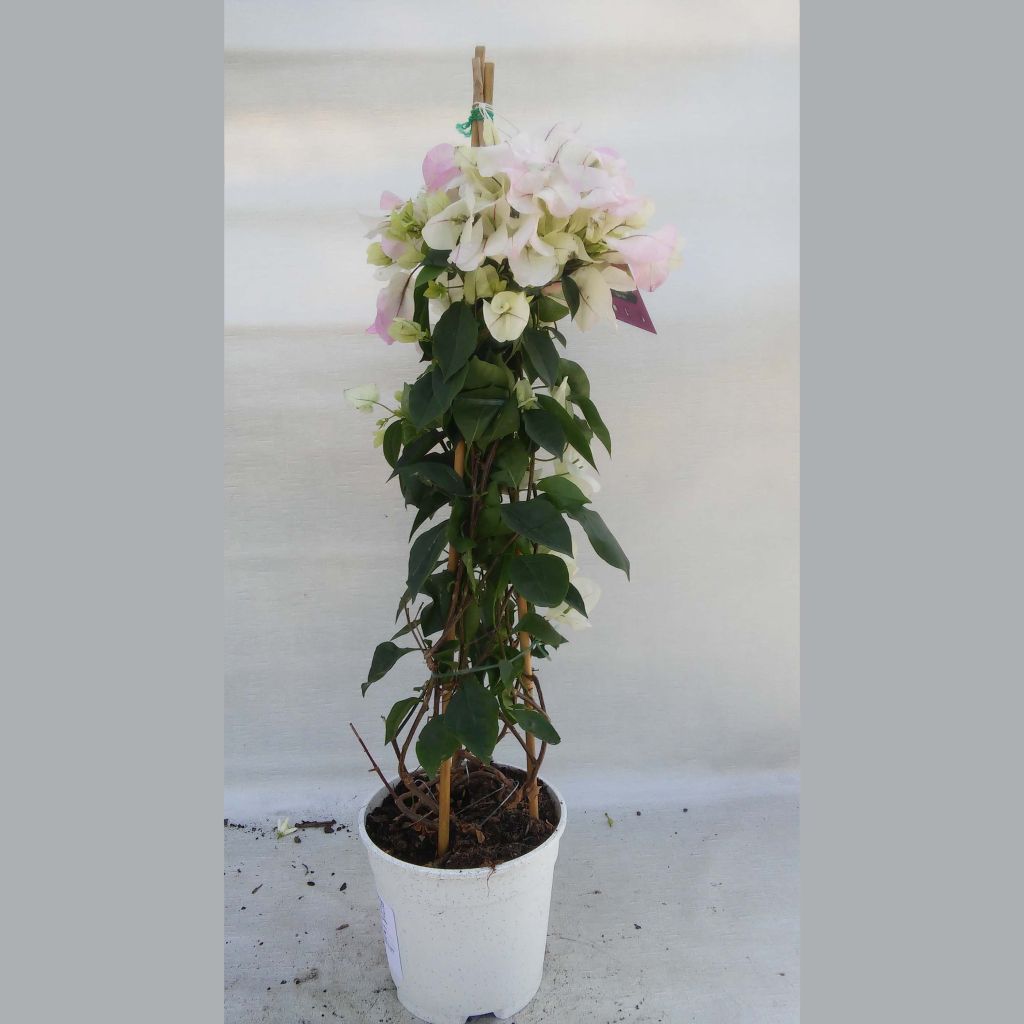 Ihmeköynnös valko-vaaleanpunainen - Bougainvillea spectabilis