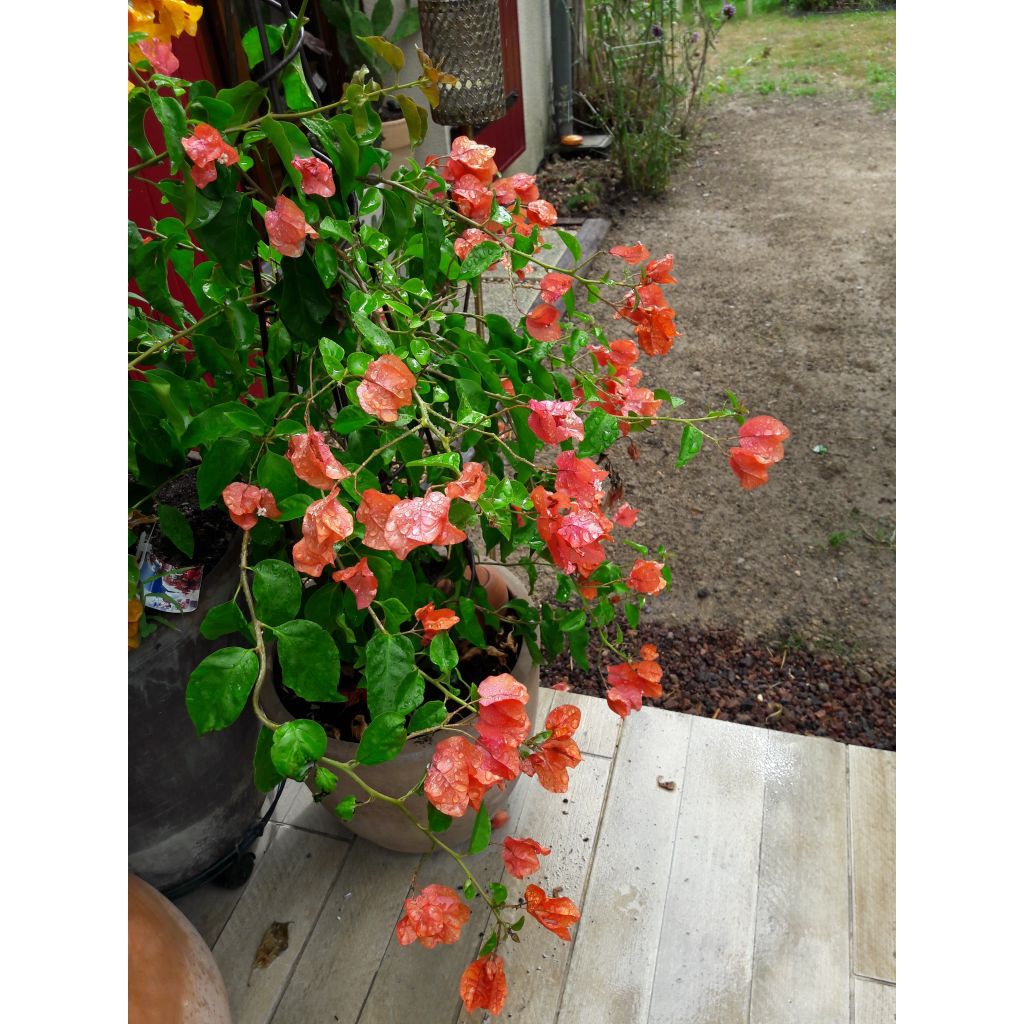 Ihmeköynnös oranssi - Bougainvillea spectabilis