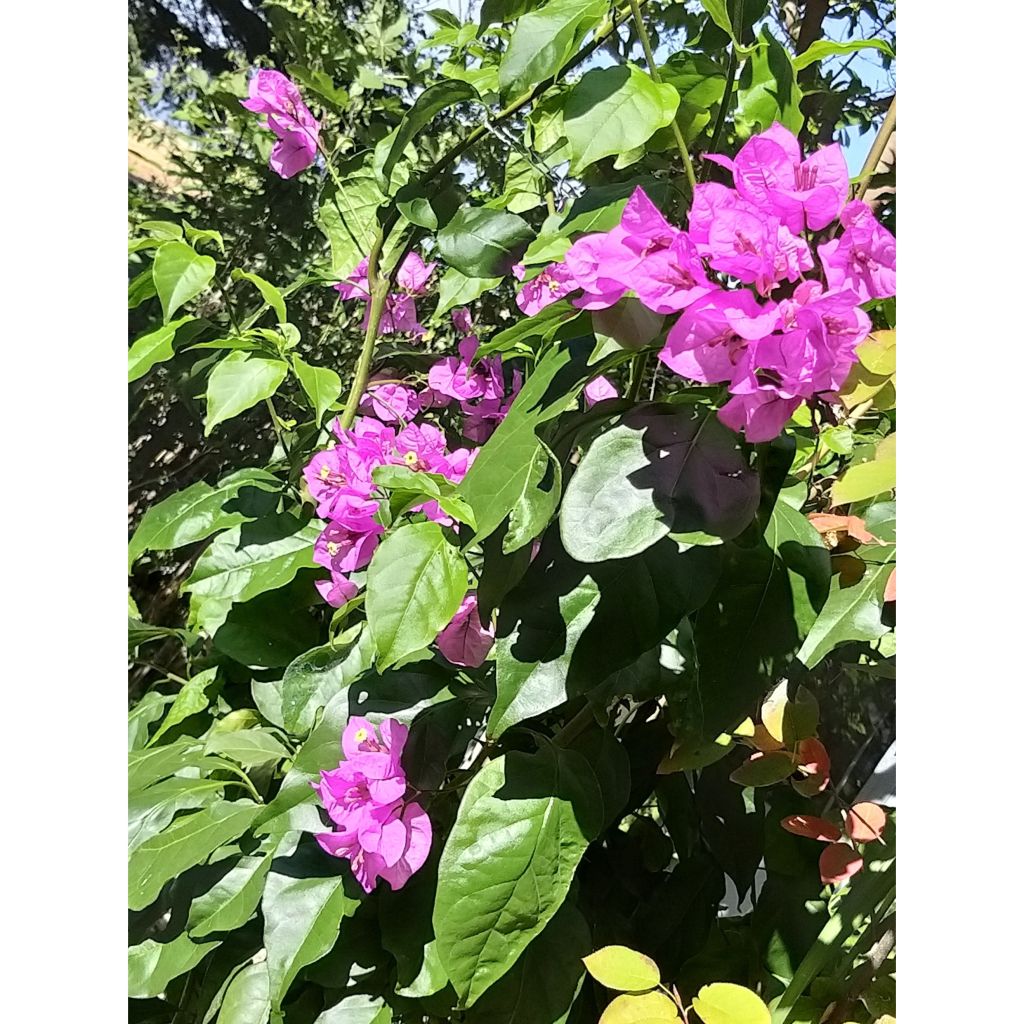 Ihmeköynnös Violet de mèze