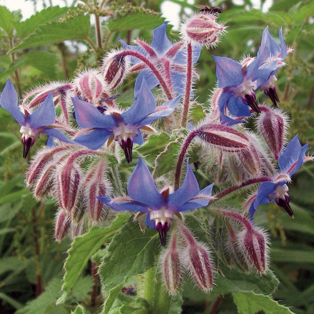 Purasruoho (siemenet) - Borago officinalis