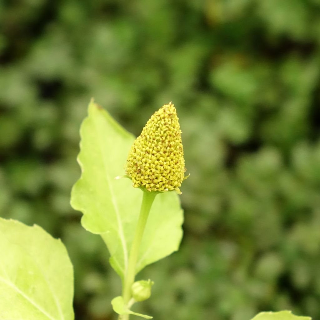 Tarhaparakrassi - Acmella oleracea