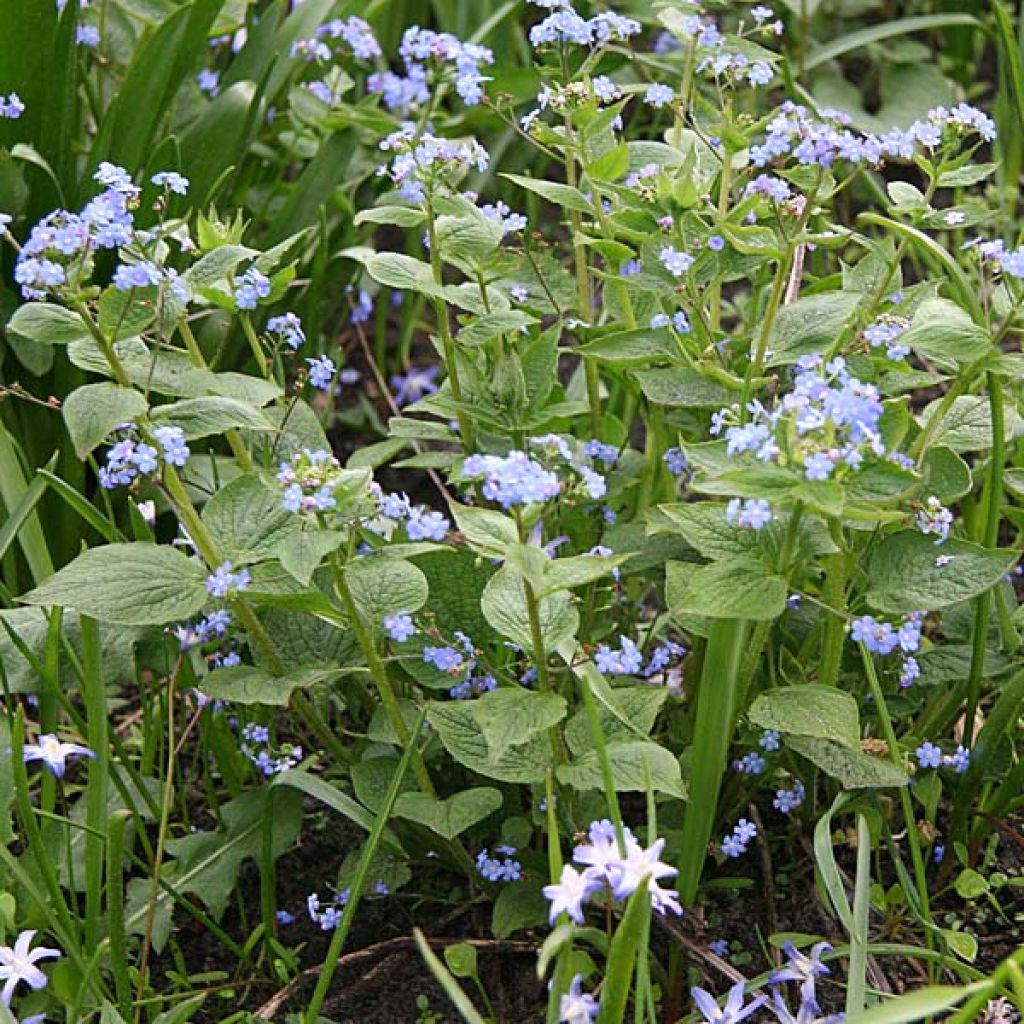 Kaukasianrotkolemmikki - Brunnera macrophylla