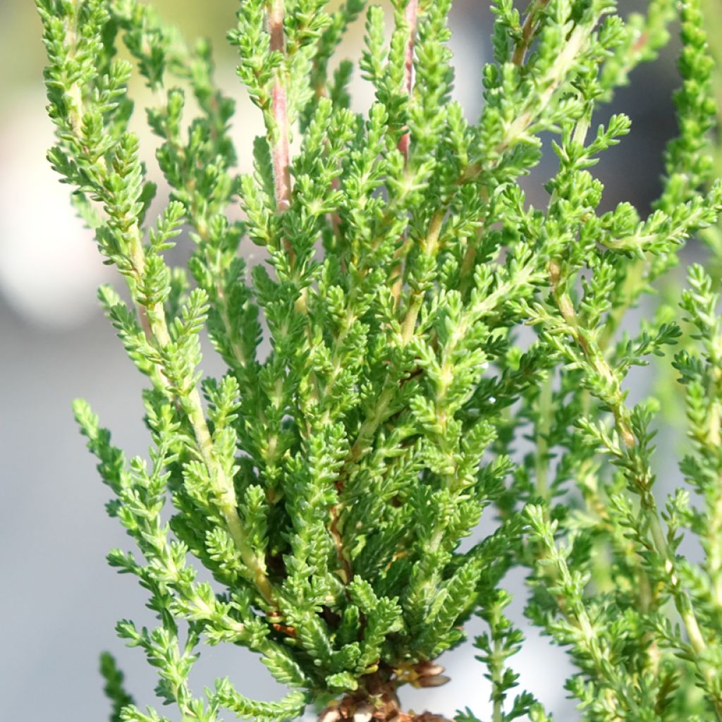 Harmaakellokanerva - Erica cinerea
