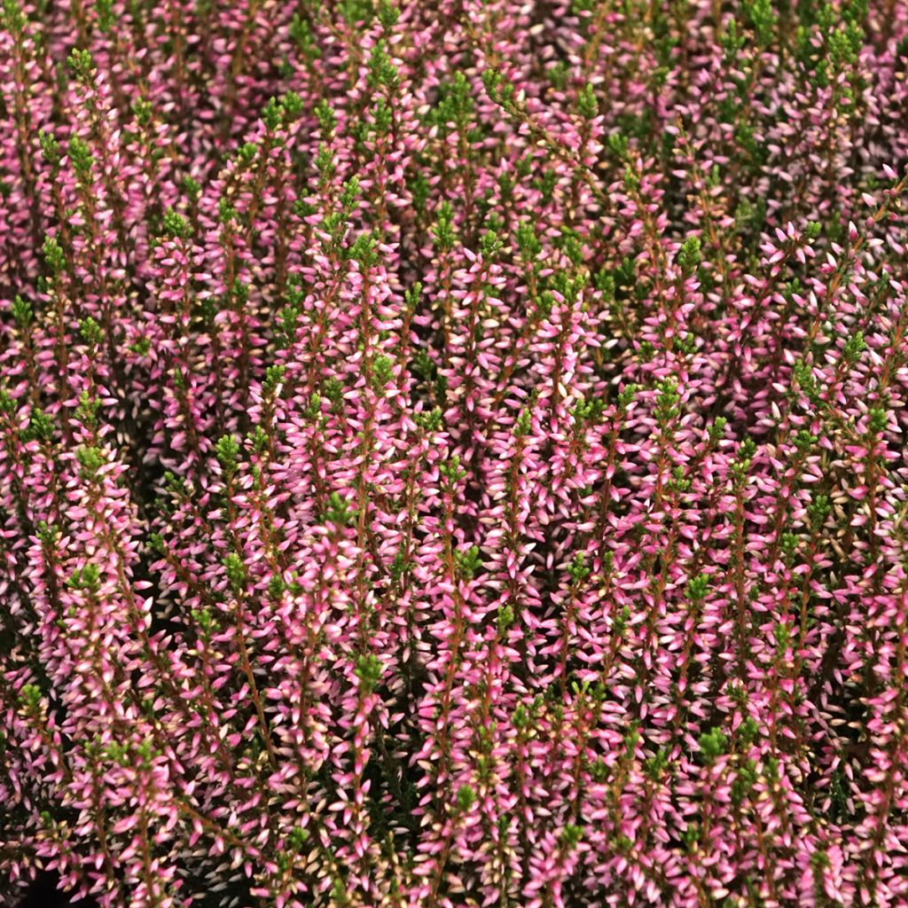 Kanerva Garden Girls Pink Angie