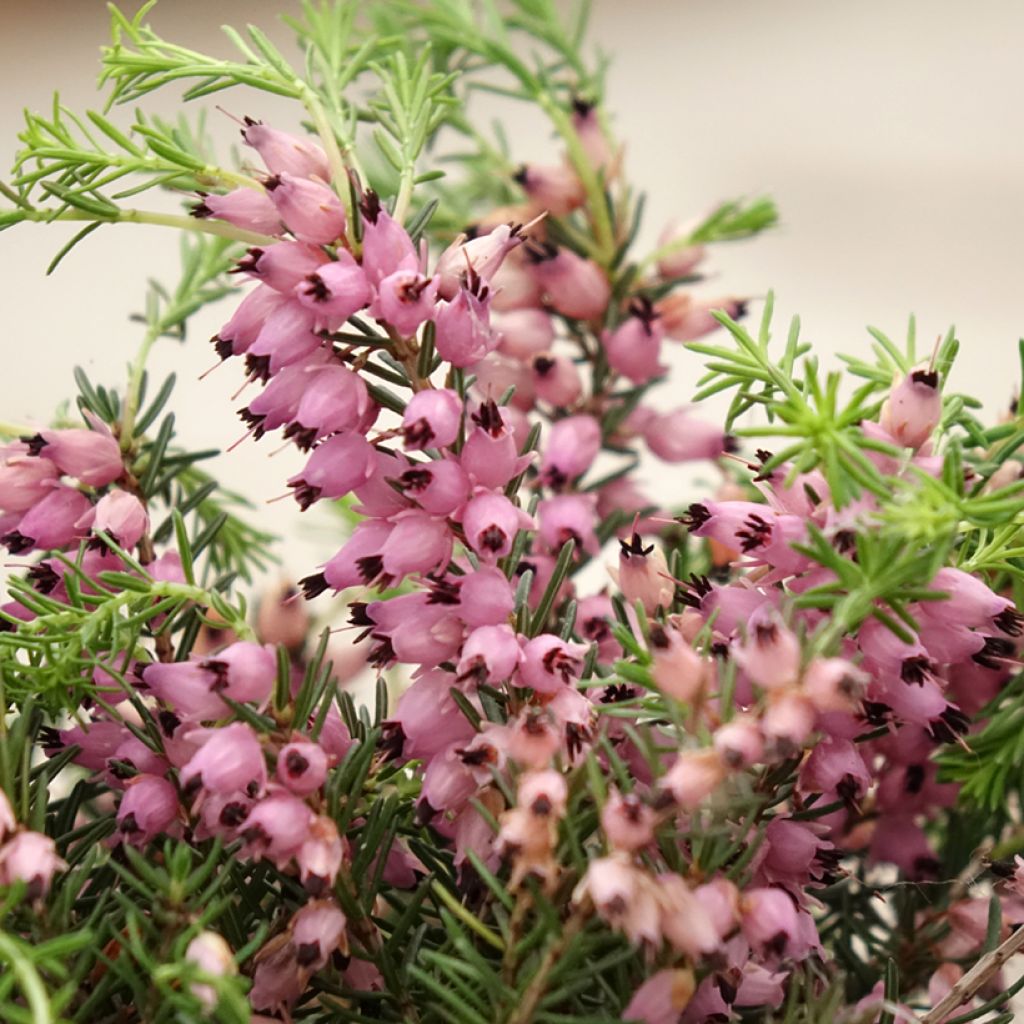 Kanerva Pink Bettina