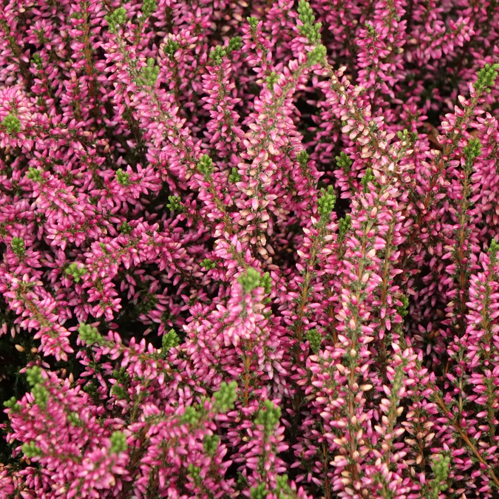 Kanerva Garden Girls Rosita