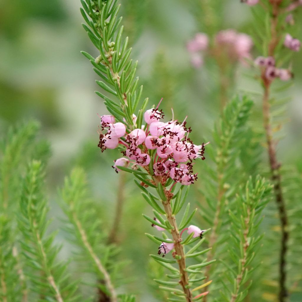 Ranskankellokanerva Pyrenees Pink