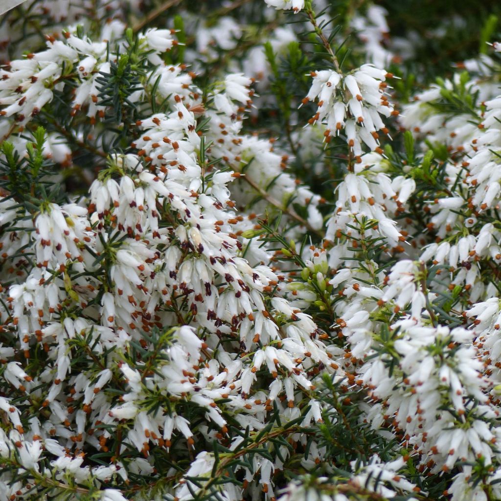 Lumikellokanerva Springwood White
