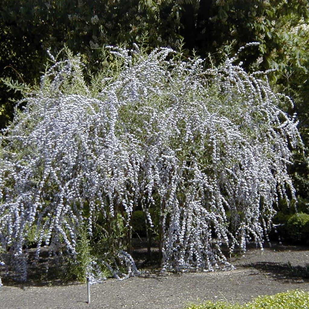 Kesäsyrikkä - Buddleja alternifolia