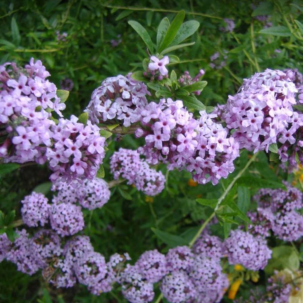 Kesäsyrikkä - Buddleja alternifolia