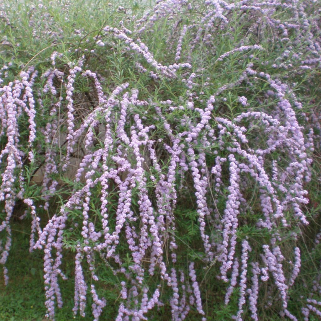 Kesäsyrikkä - Buddleja alternifolia