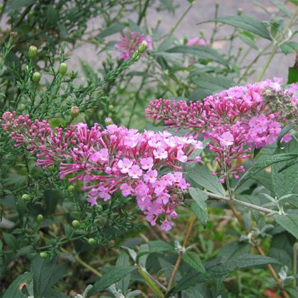 Syyssyrikkä Pink Delight