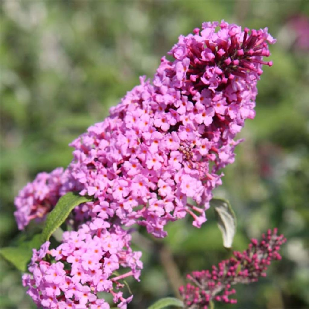 Syyssyrikkä Pink Delight