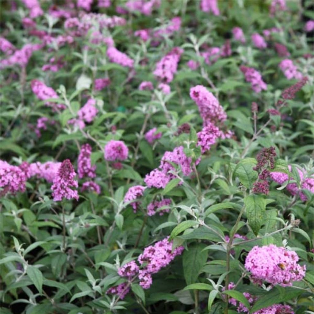 Syyssyrikkä Pink Delight
