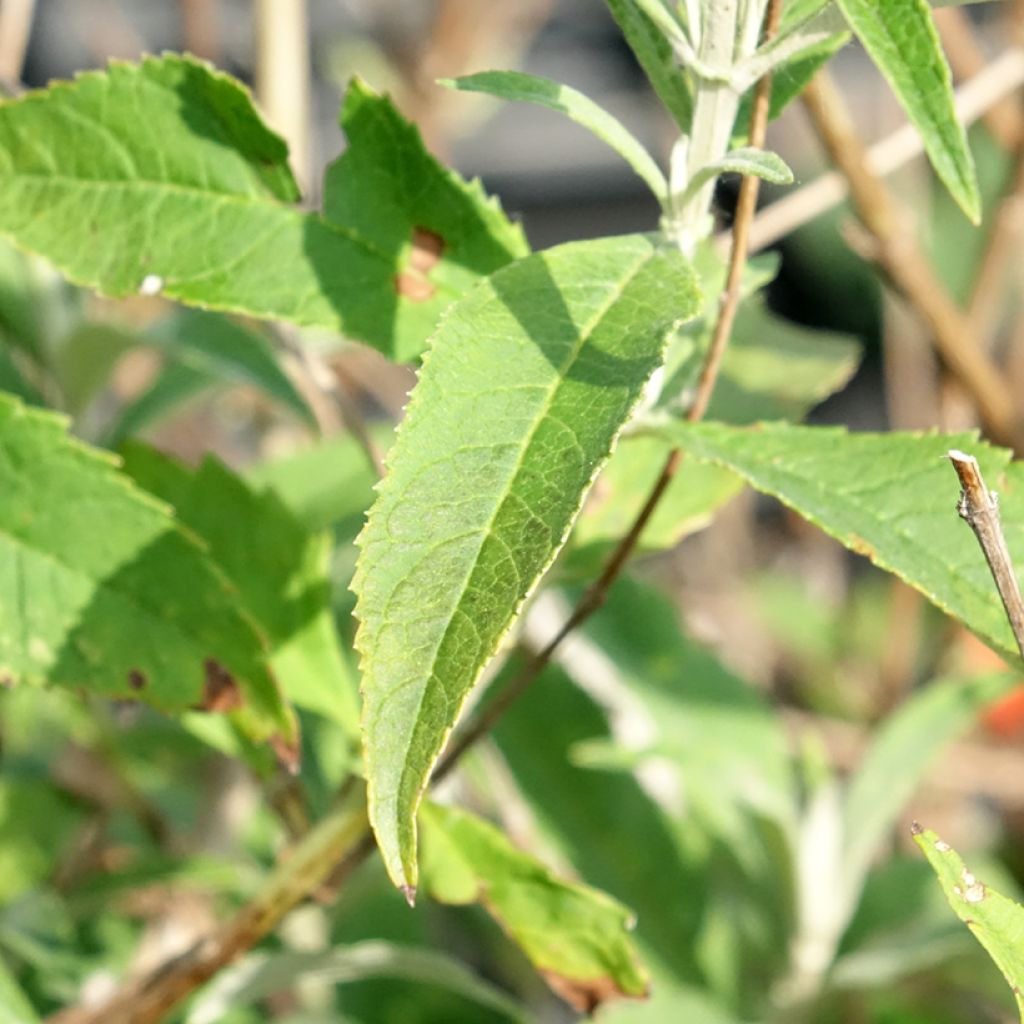 Syyssyrikkä White Profusion