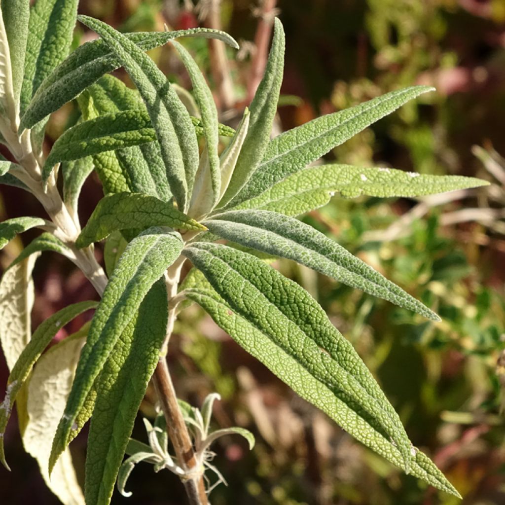 Syrikkä - Buddleja globosa