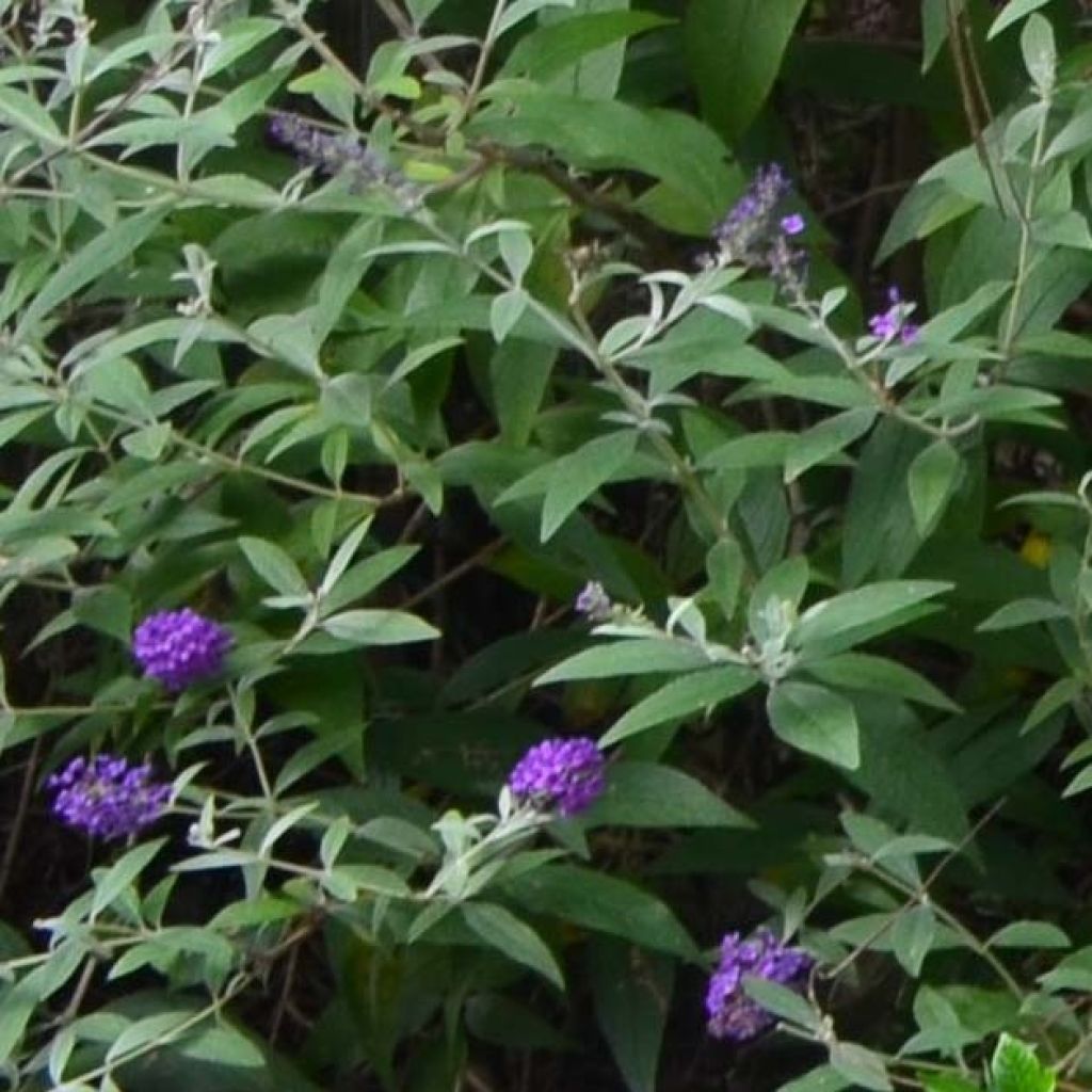 Syyssyrikkä Groovy Grape ('Piibd-I' ,305)