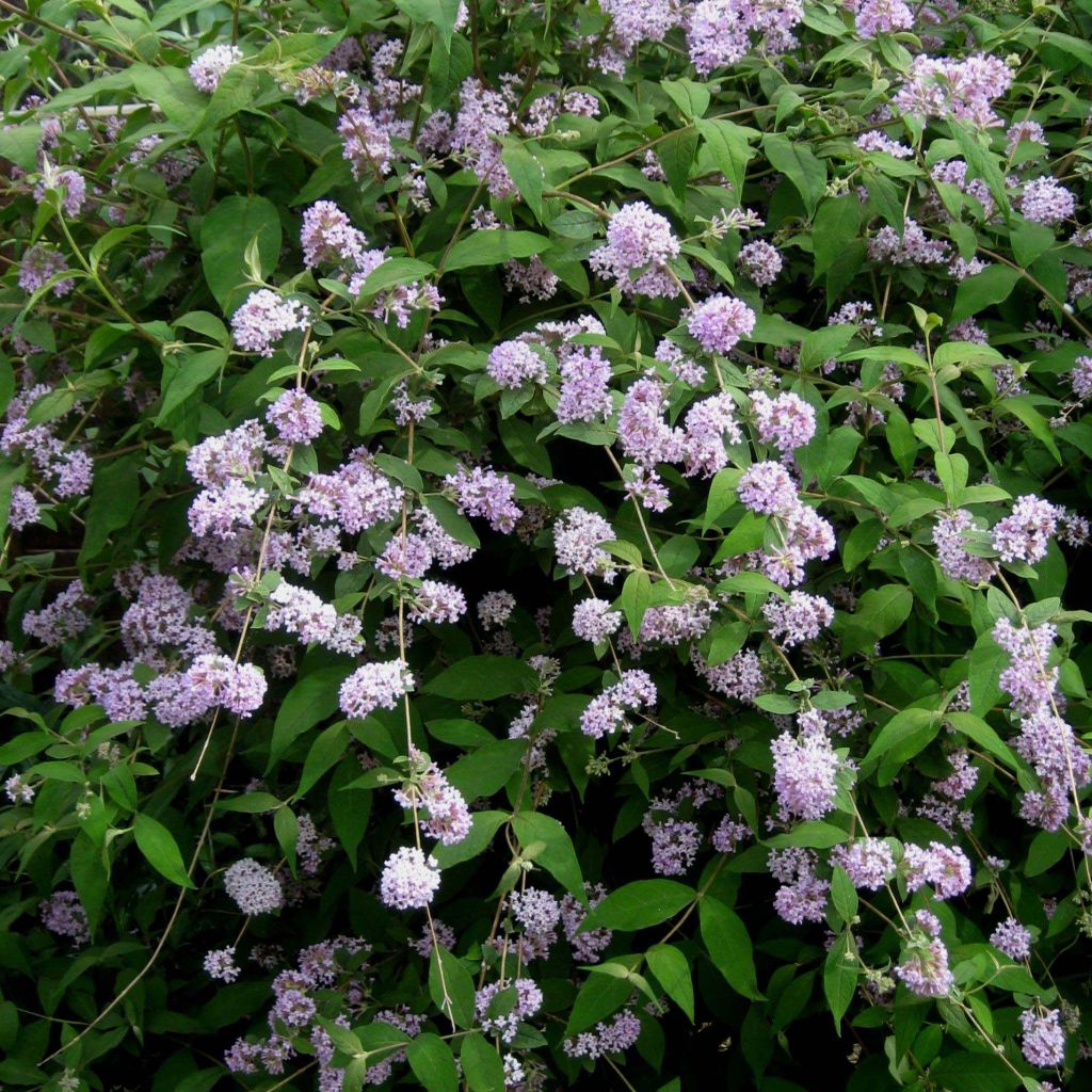 Syrikkä - Buddleja delavayi