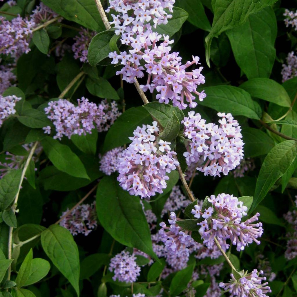 Syrikkä - Buddleja delavayi