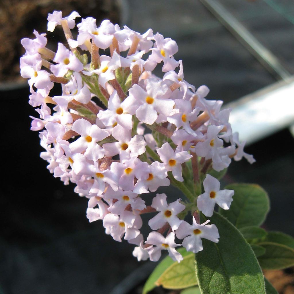 Syrikkä - Buddleja delavayi