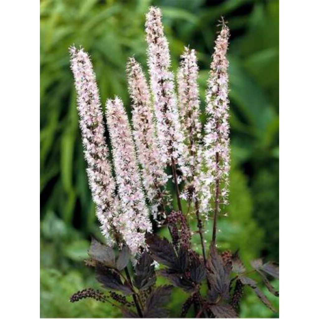 Cierge d'argent, Cimicifuga simplex Pink Spike