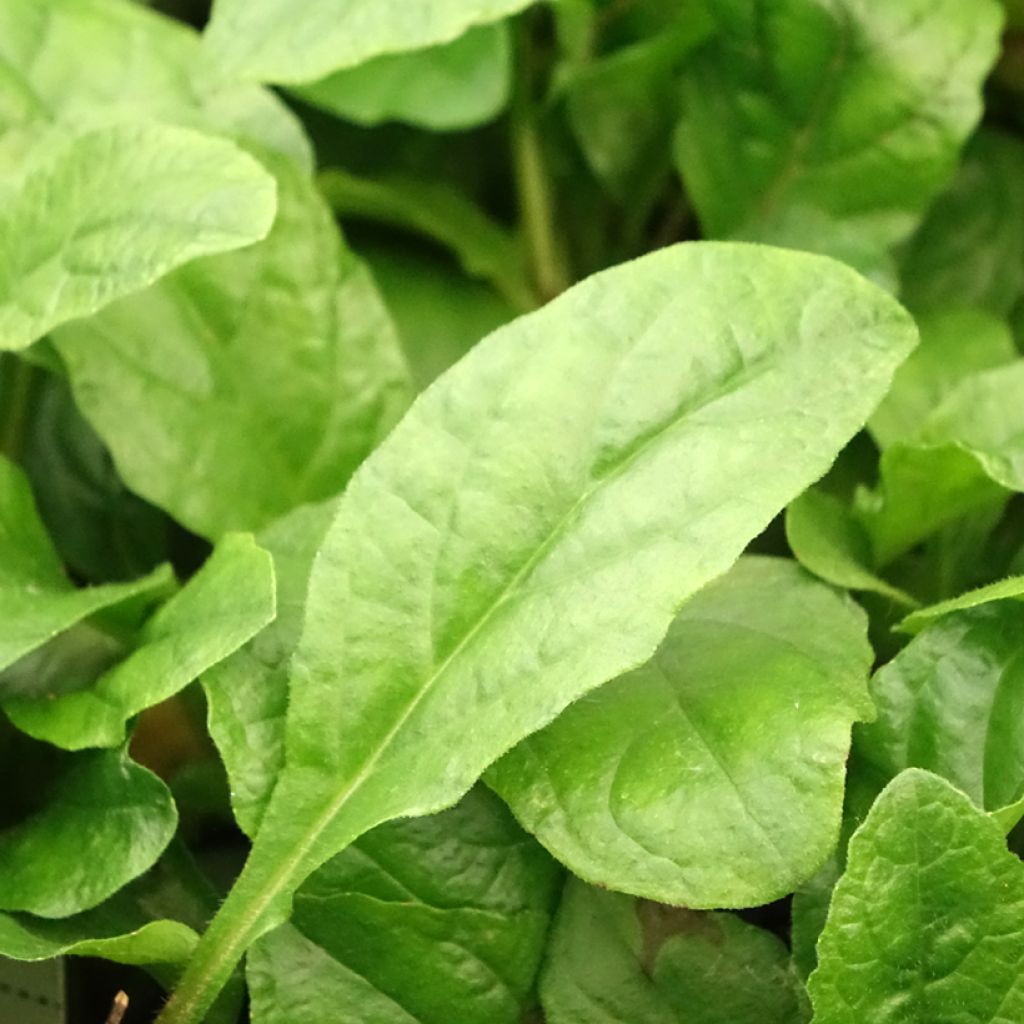 Rönsyakankaali Rosea