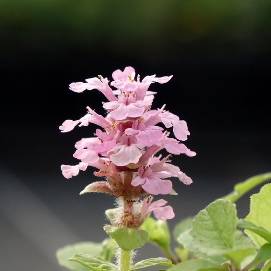 Rönsyakankaali Rosea