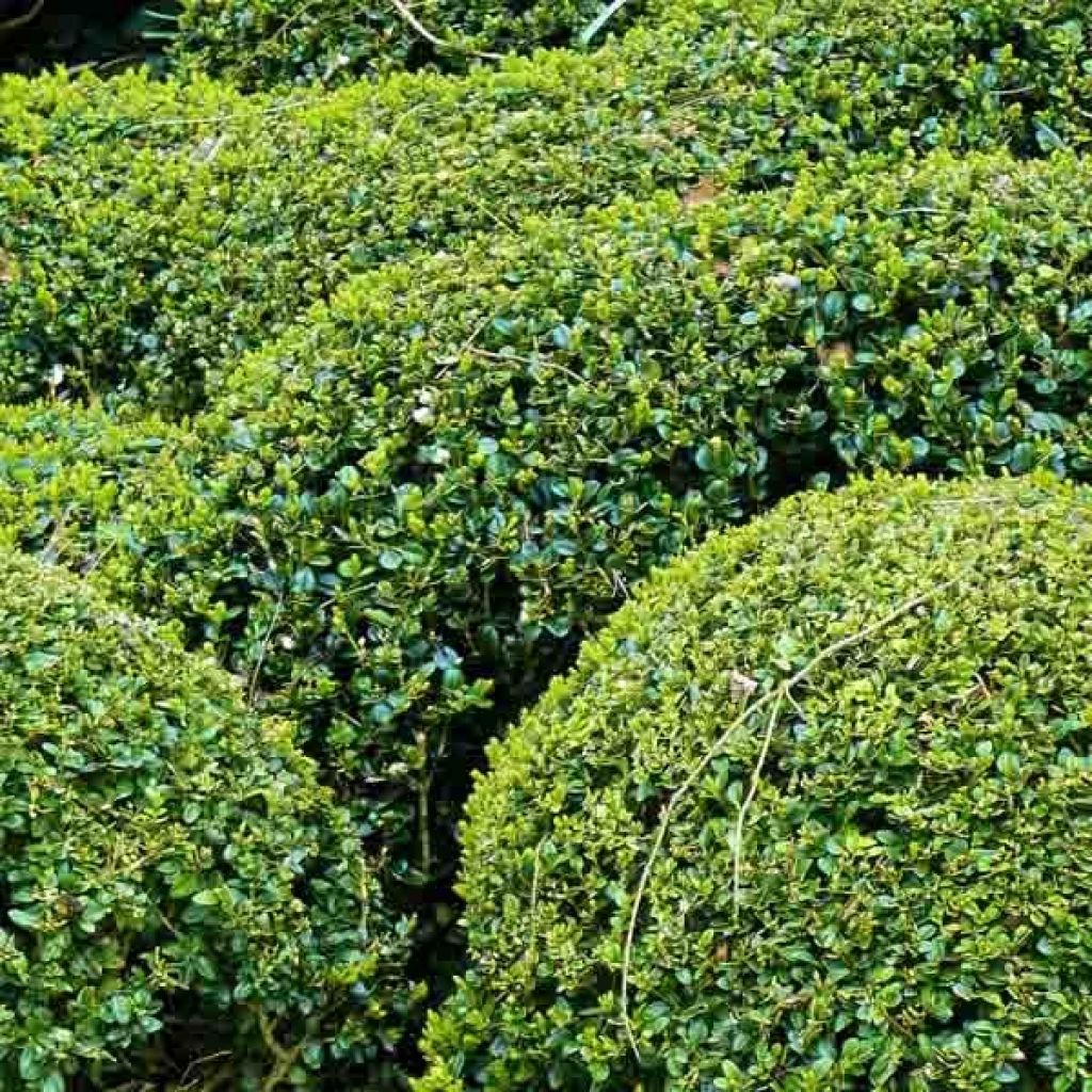 Isopuksipuu pallomuoto - Buxus sempervirens