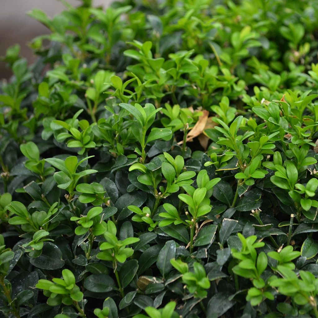 Isopuksipuu pallomuoto - Buxus sempervirens