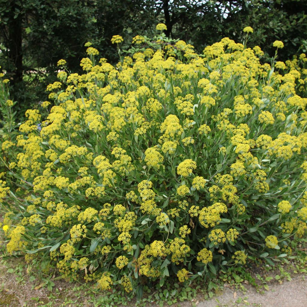 Pensasjänönputki - Bupleurum fruticosum