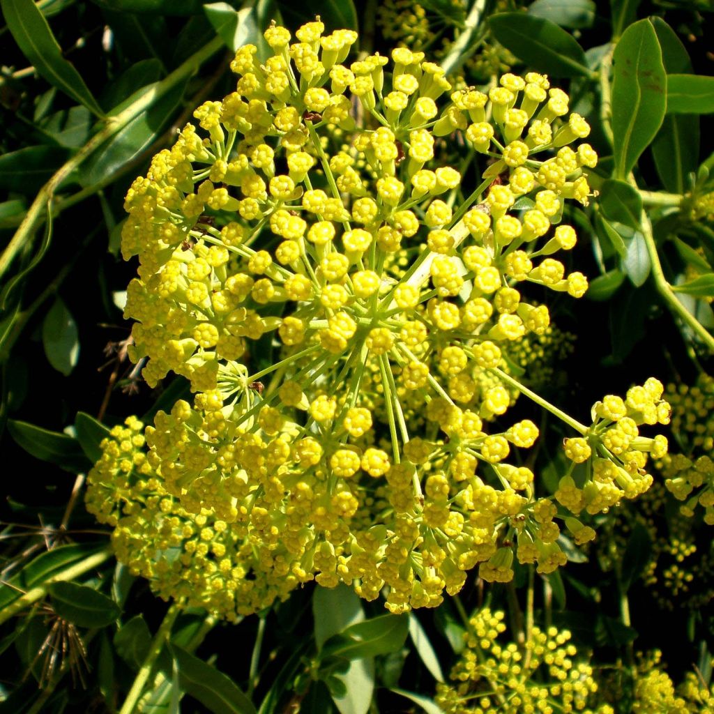 Pensasjänönputki - Bupleurum fruticosum
