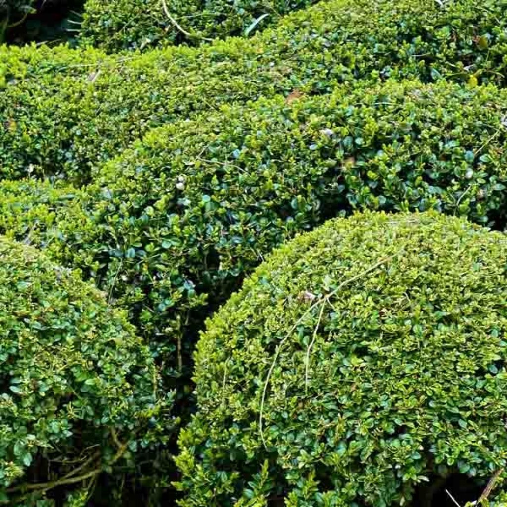 Isopuksipuu - Buxus sempervirens