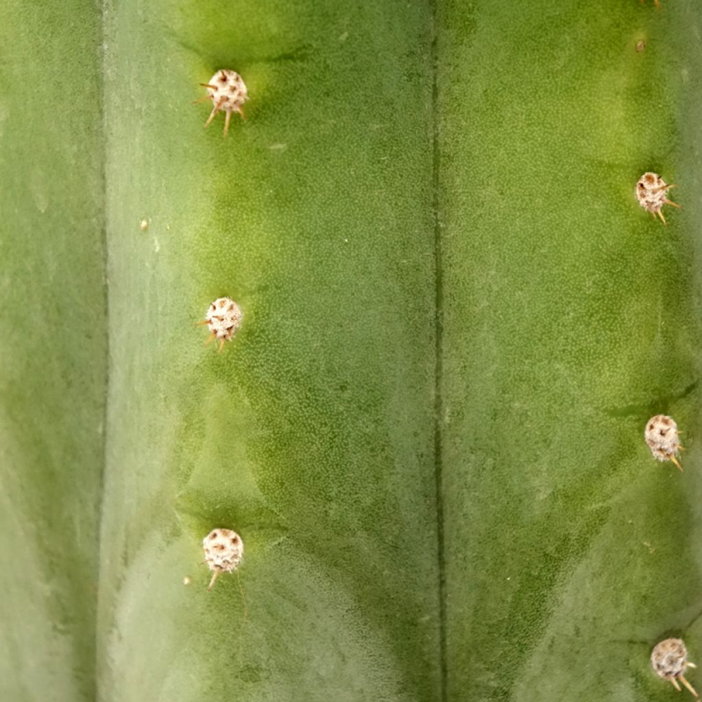 Kynttiläkaktus - Trichocereus pachanoi