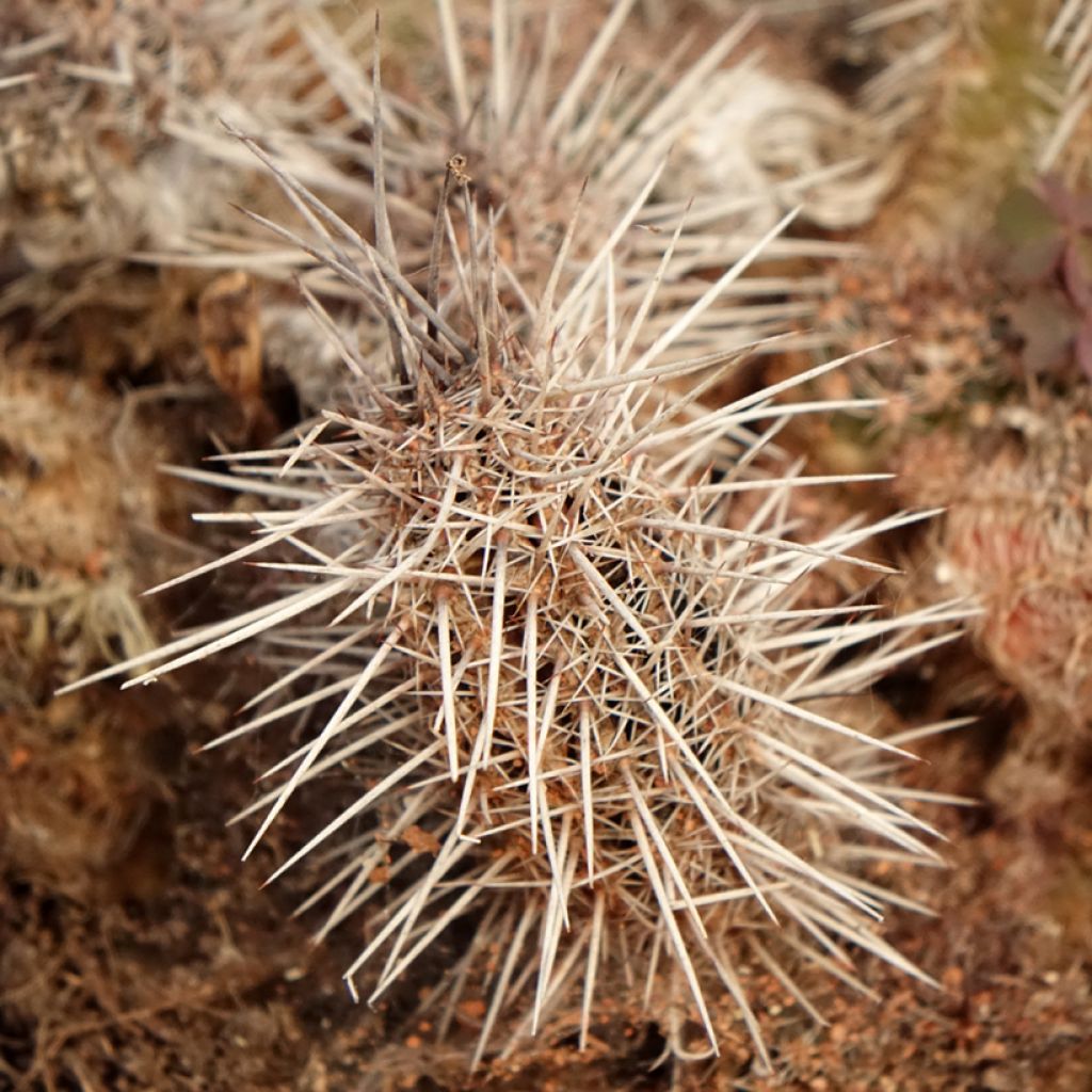 Lobivia cardenasiana