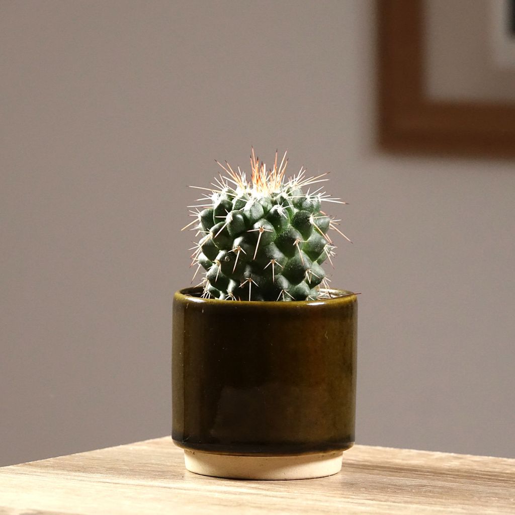 Syyläkaktus - Mammillaria baxteriana