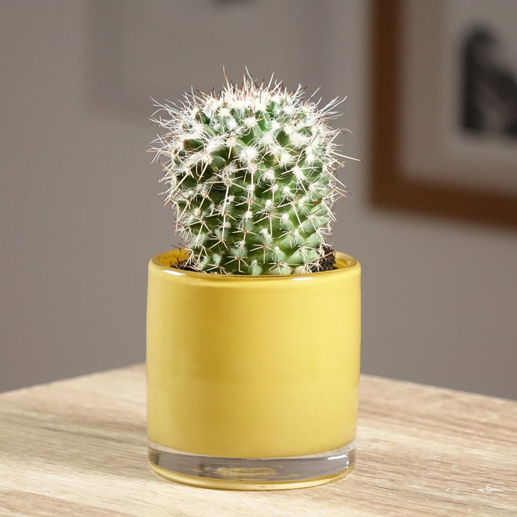Syyläkaktus - Mammillaria compressa