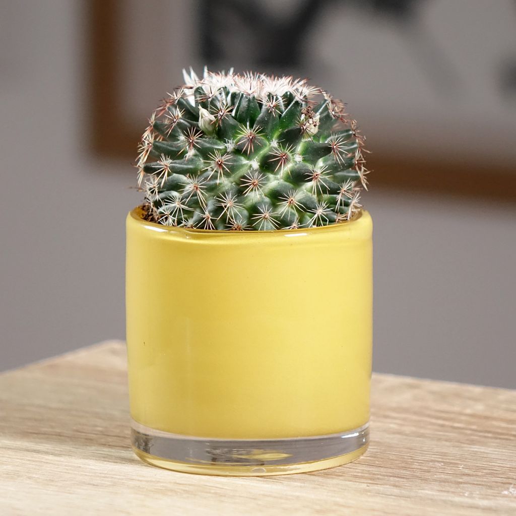 Syyläkaktus - Mammillaria rhodantha subsp. pringlei