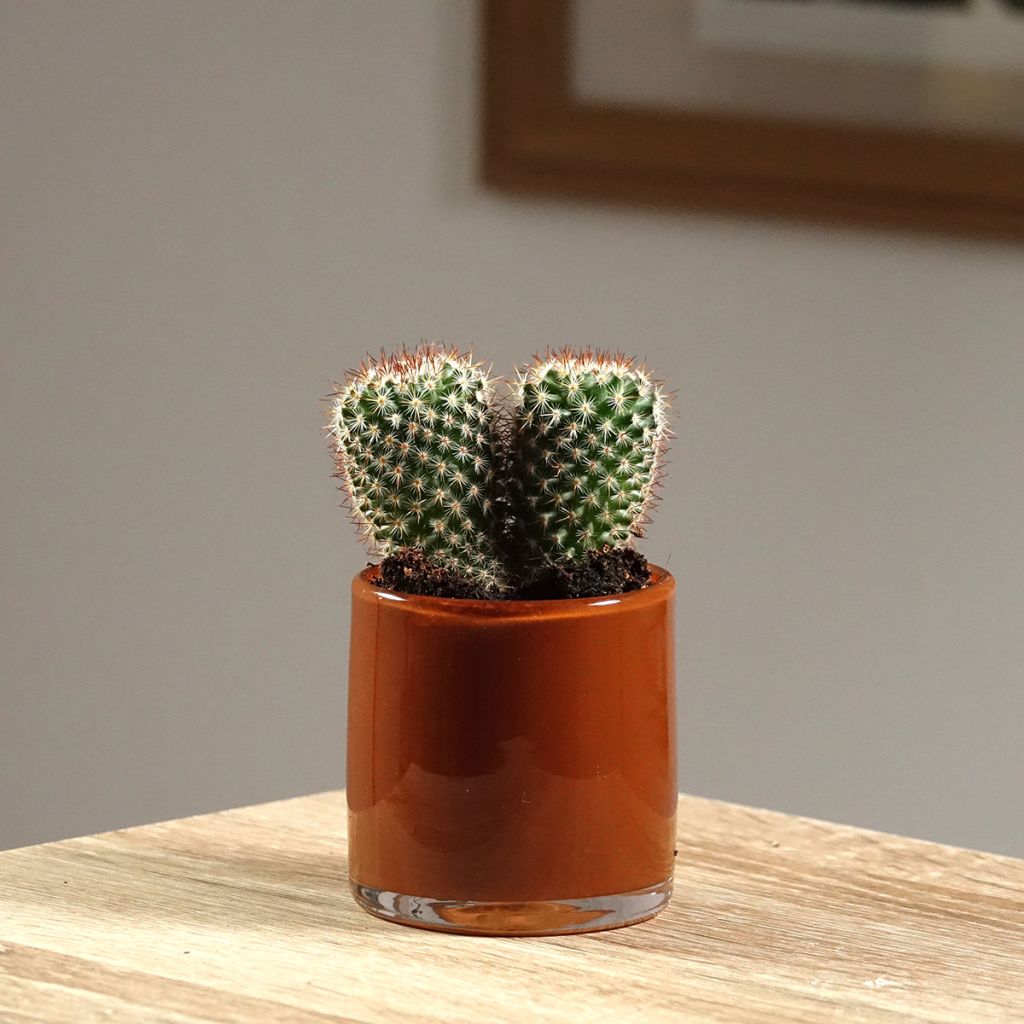 Syyläkaktus - Mammillaria spinosissima f. rubrispina