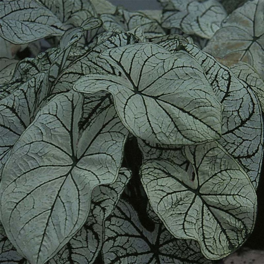 Kirjolehti Candidum