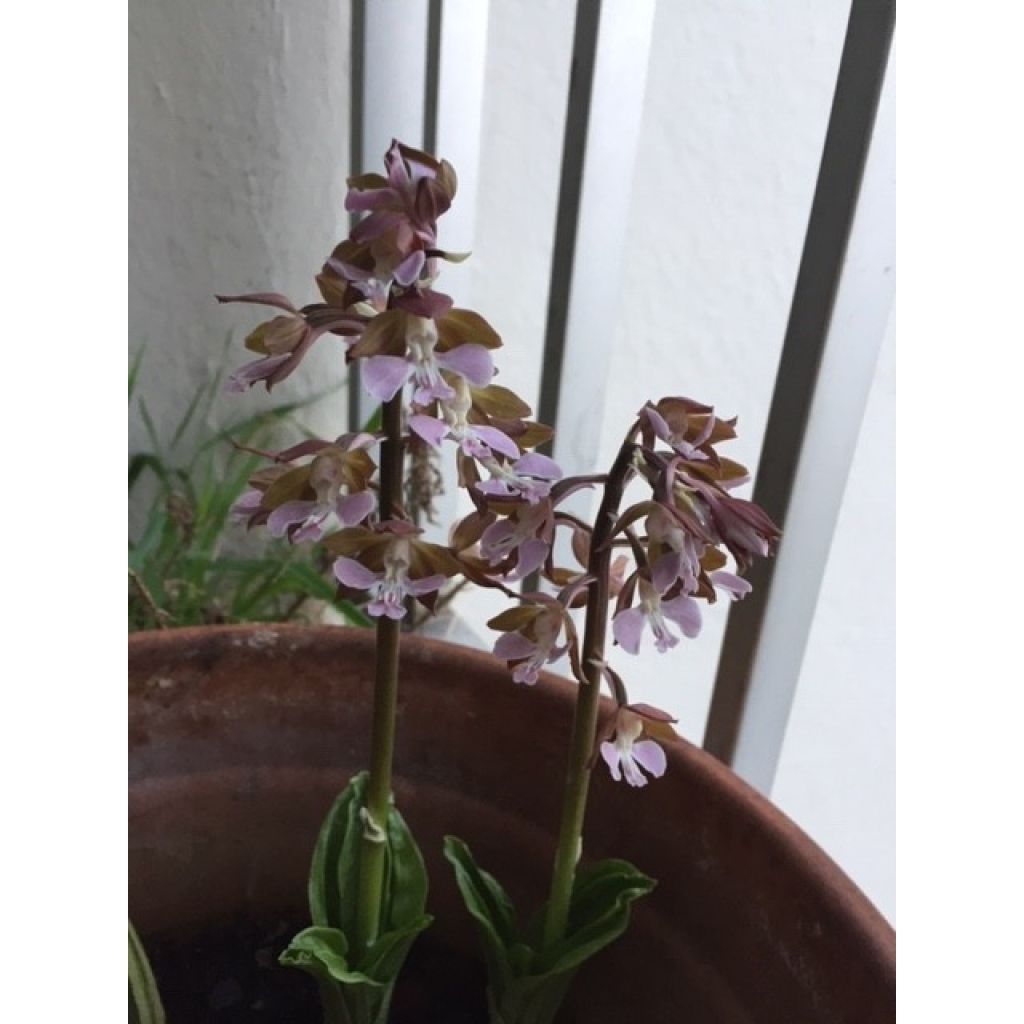 Heidinkämmekä - Calanthe discolor